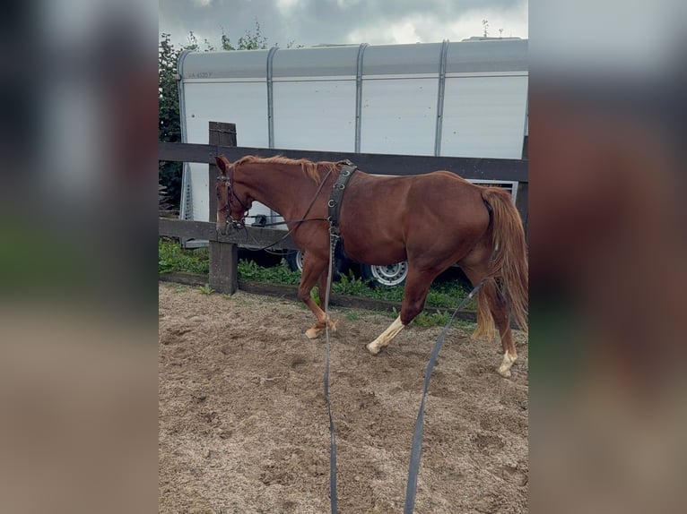 Caballo cuarto de milla Caballo castrado 2 años 153 cm Alazán in Daleiden Caballo cuarto de milla Caballo castrado 2 años 153 cm Alazán in Daleiden