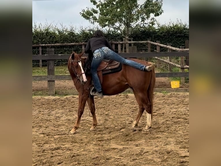 Caballo cuarto de milla Caballo castrado 2 años 153 cm Alazán in Daleiden Caballo cuarto de milla Caballo castrado 2 años 153 cm Alazán in Daleiden