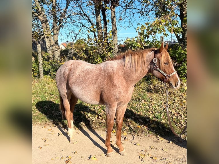 Caballo cuarto de milla Caballo castrado 2 años 153 cm Ruano alazán in Stahnsdorf