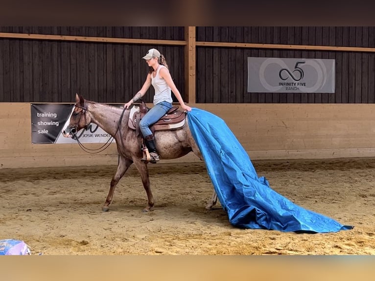 Caballo cuarto de milla Caballo castrado 2 años 153 cm Ruano alazán in Regenstauf