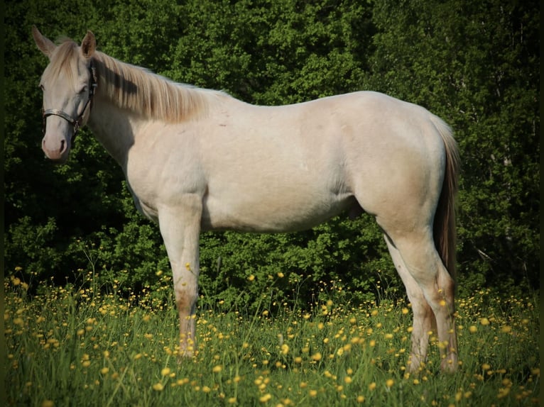 Caballo cuarto de milla Caballo castrado 2 años 155 cm Champán in Schwarzach
