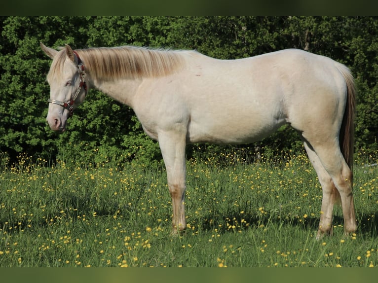 Caballo cuarto de milla Caballo castrado 2 años 155 cm Champán in Schwarzach