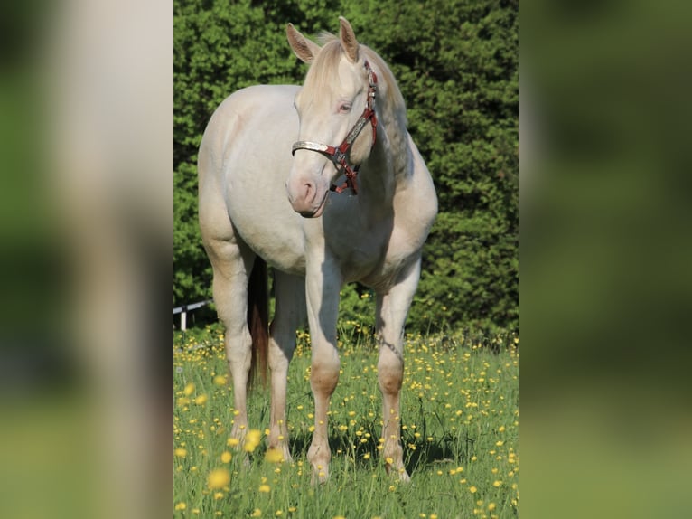 Caballo cuarto de milla Caballo castrado 2 años 155 cm Champán in Schwarzach