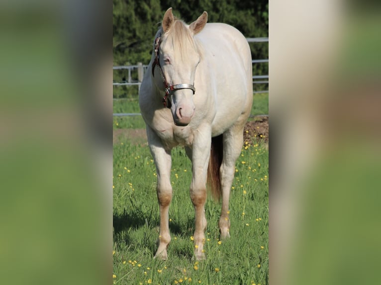Caballo cuarto de milla Caballo castrado 2 años 155 cm Champán in Schwarzach