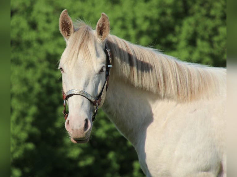Caballo cuarto de milla Caballo castrado 2 años 155 cm Champán in Schwarzach