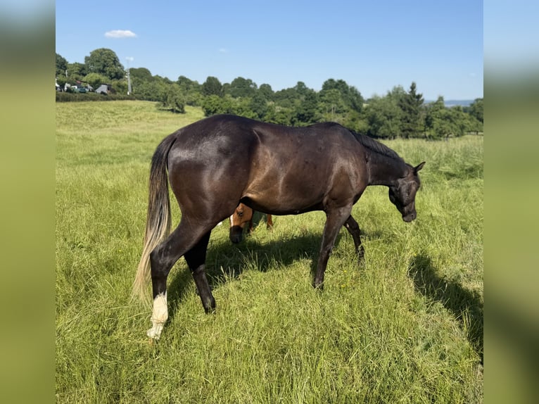 Caballo cuarto de milla Caballo castrado 2 años 157 cm Negro in Iggingen