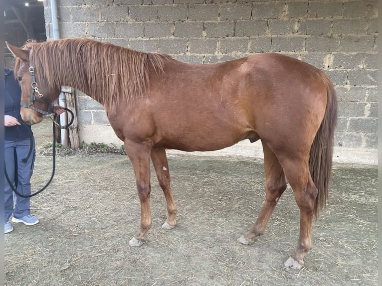 Caballo cuarto de milla Caballo castrado 2 años 158 cm Alazán-tostado in WachtbergWachtberg