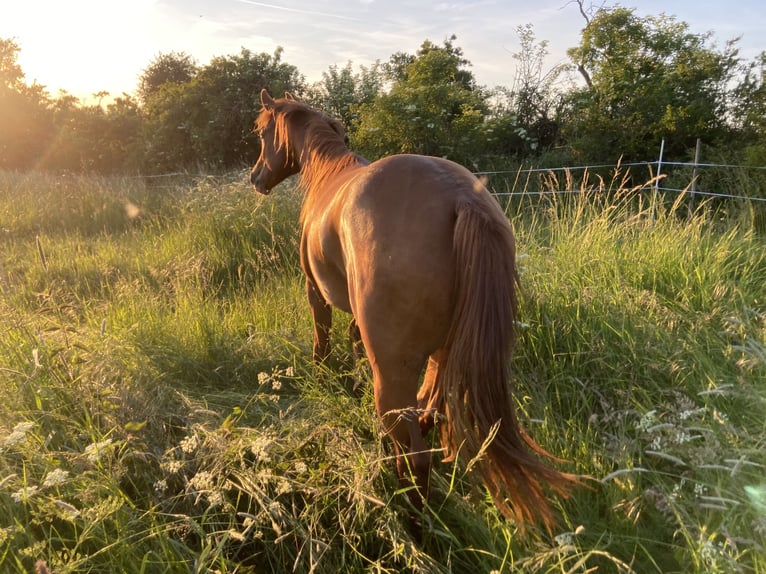 Caballo cuarto de milla Caballo castrado 2 años 158 cm Alazán-tostado in WachtbergWachtberg
