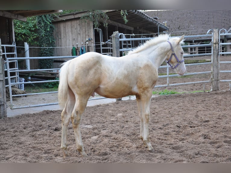 Caballo cuarto de milla Caballo castrado 2 años 158 cm Champán in Bückeburg Evesen