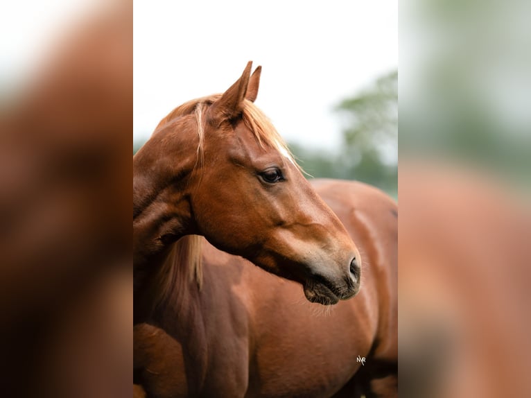 Caballo cuarto de milla Caballo castrado 2 años Alazán in Grobbendonk