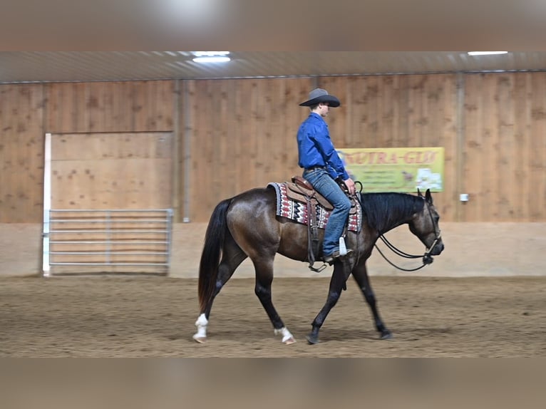 Caballo cuarto de milla Caballo castrado 2 años Buckskin/Bayo in Millersburg