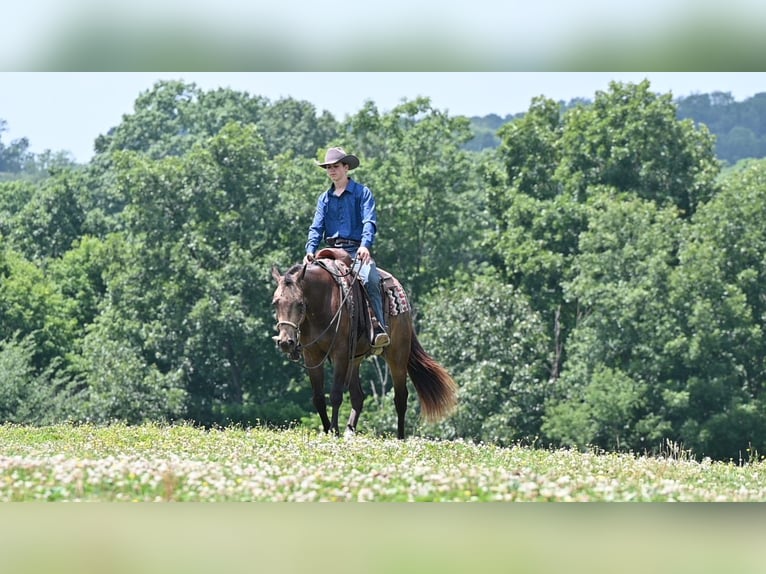 Caballo cuarto de milla Caballo castrado 2 años Buckskin/Bayo in Millersburg