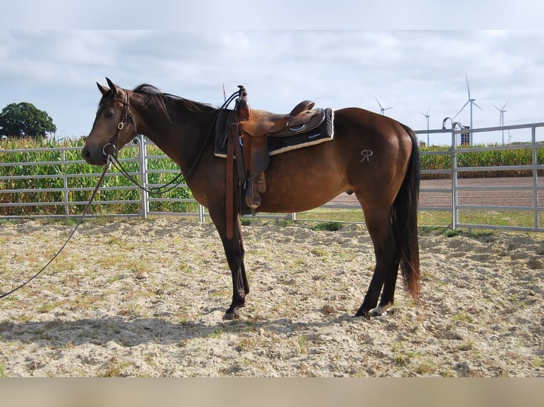 Caballo cuarto de milla Caballo castrado 2 años Buckskin/Bayo in Legden