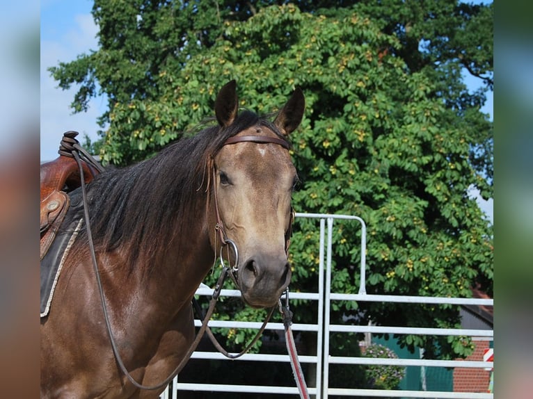 Caballo cuarto de milla Caballo castrado 2 años Buckskin/Bayo in Legden