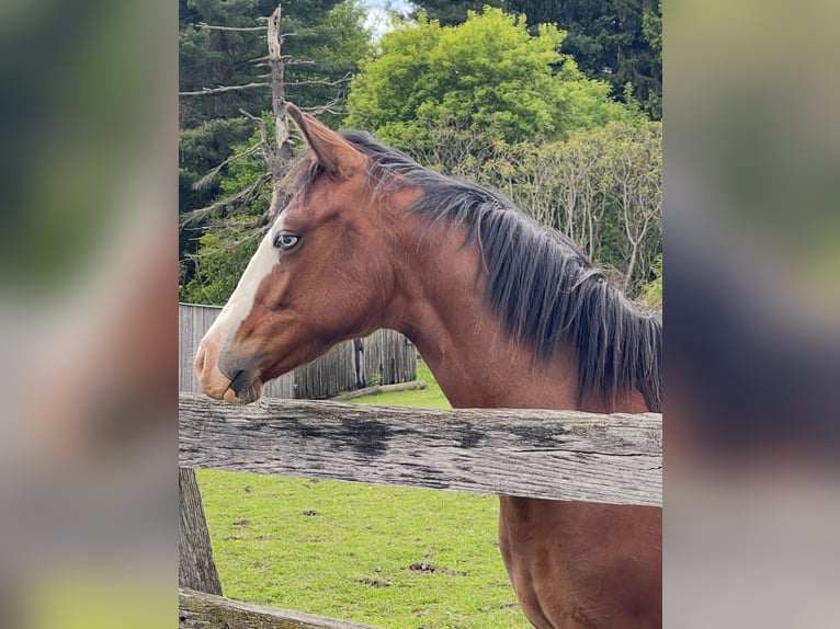 Caballo cuarto de milla Caballo castrado 2 años Castaño rojizo in Dundas, Ontario