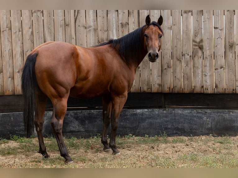 Caballo cuarto de milla Caballo castrado 2 años Castaño rojizo in Csókakő
