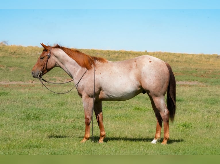 Caballo cuarto de milla Caballo castrado 2 años Ruano alazán in Saint Anthony