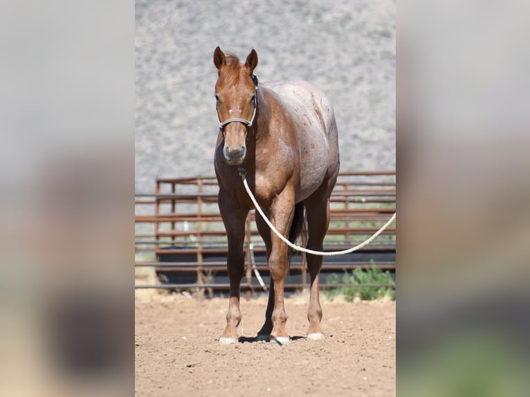 Caballo cuarto de milla Caballo castrado 2 años Ruano alazán in Congress
