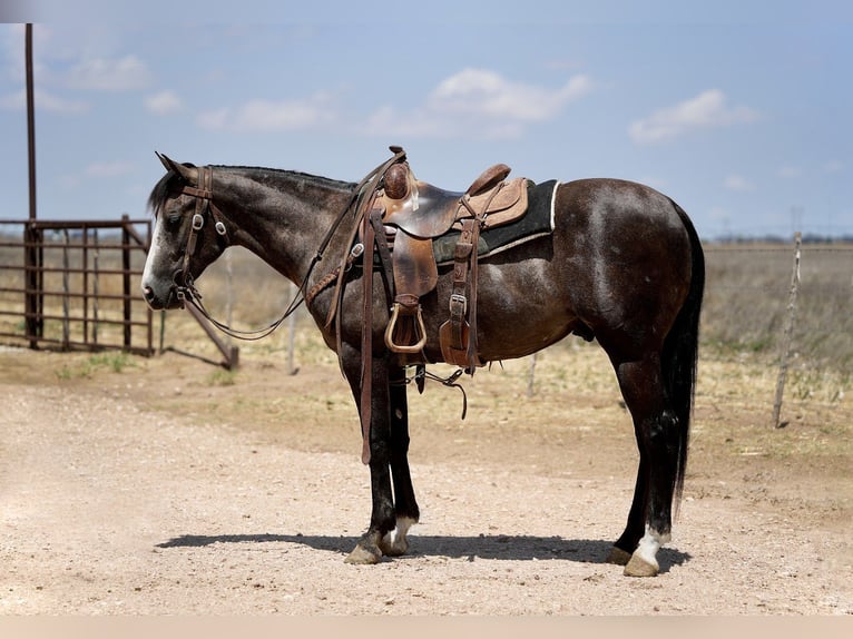 Caballo cuarto de milla Caballo castrado 2 años Tordo in Amarillo
