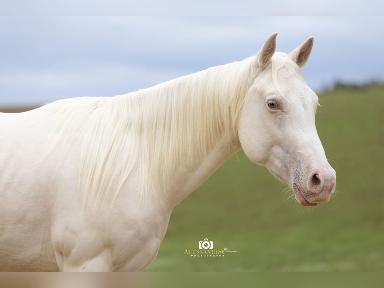 Caballo cuarto de milla Caballo castrado 3 años 139 cm in Au in der Hallertau