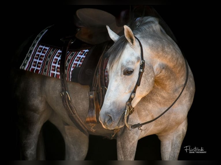 Caballo cuarto de milla Caballo castrado 3 años 140 cm Tordo in Mount Vernon, MO