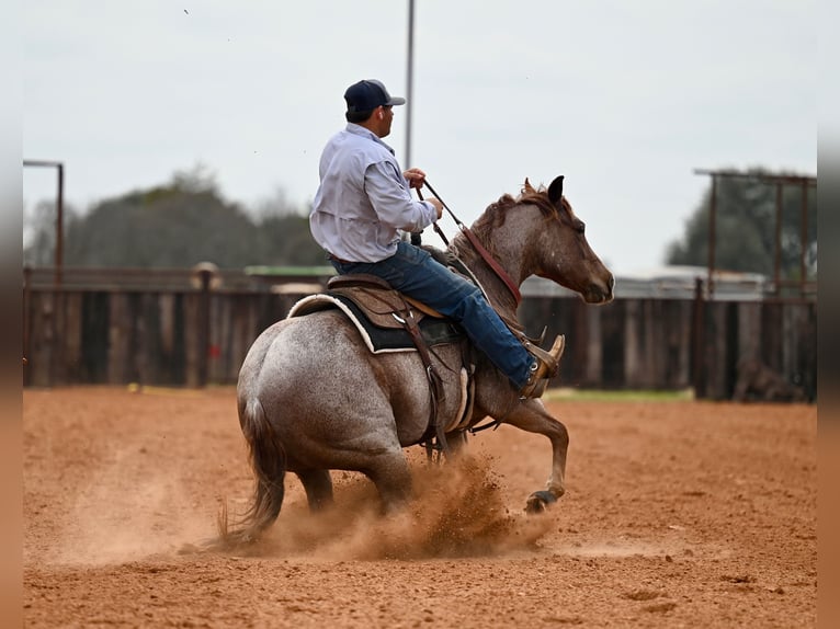 Caballo cuarto de milla Caballo castrado 3 años 142 cm Ruano alazán in Waco