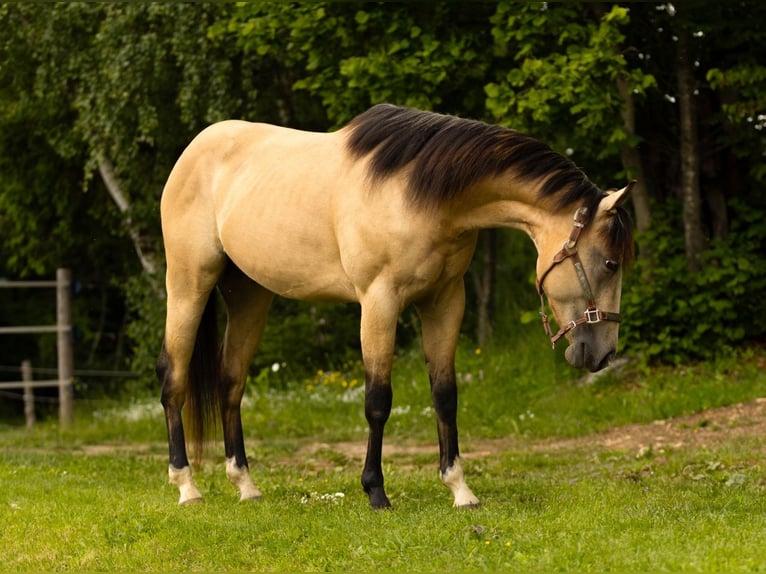 Caballo cuarto de milla Caballo castrado 3 años 143 cm Buckskin/Bayo in Eibiswald
