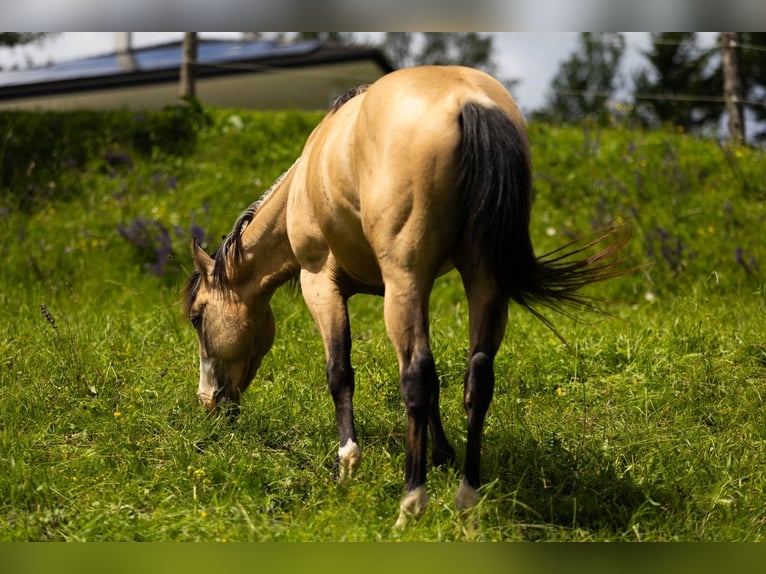 Caballo cuarto de milla Caballo castrado 3 años 143 cm Buckskin/Bayo in Eibiswald