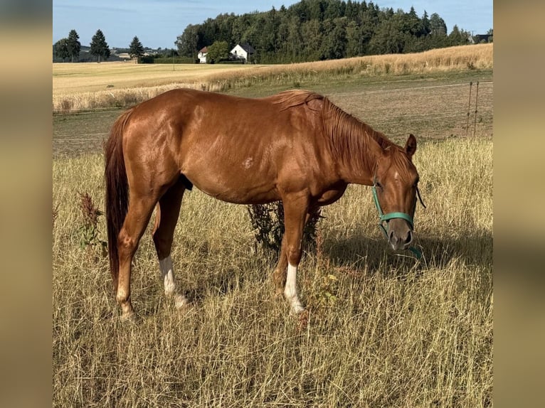 Caballo cuarto de milla Caballo castrado 3 años 144 cm Alazán in Daleiden