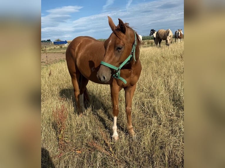 Caballo cuarto de milla Caballo castrado 3 años 144 cm Alazán in Daleiden