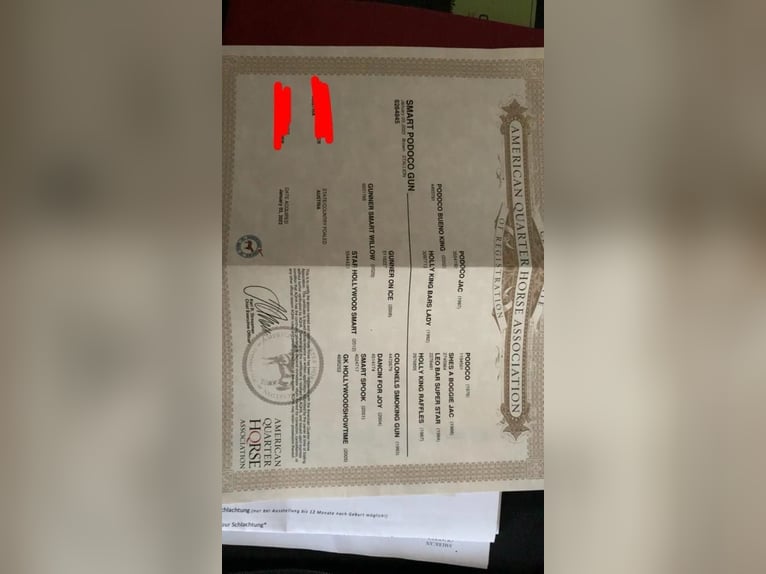 Caballo cuarto de milla Caballo castrado 3 años 144 cm Castaño in Eisenstadt