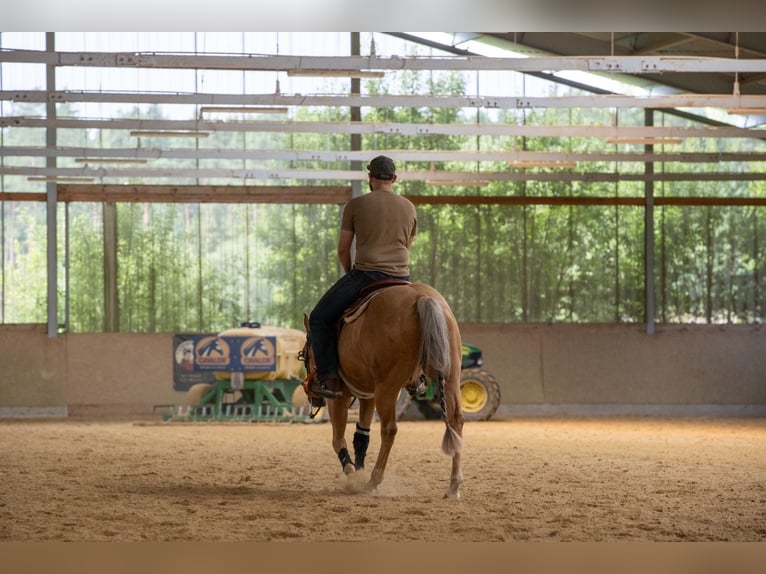 Caballo cuarto de milla Caballo castrado 3 años 144 cm in Irchenrieth