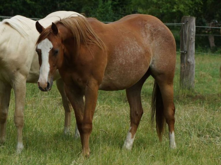 Caballo cuarto de milla Caballo castrado 3 años 145 cm Alazán in Linsburg