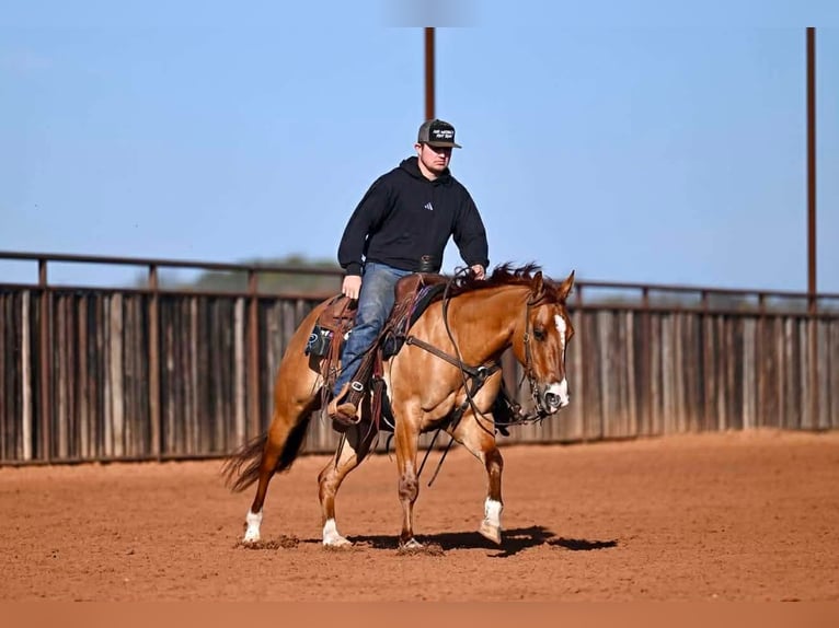 Caballo cuarto de milla Caballo castrado 3 años 145 cm Bayo in Waco
