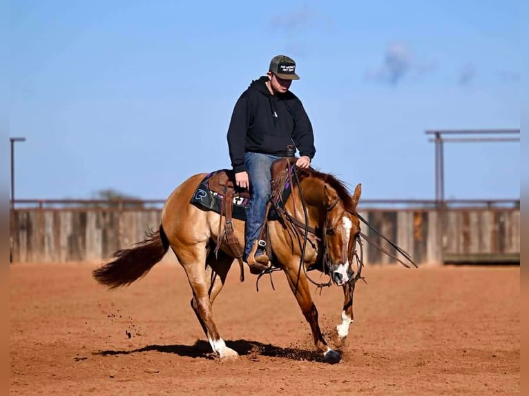 Caballo cuarto de milla Caballo castrado 3 años 145 cm Bayo in Waco