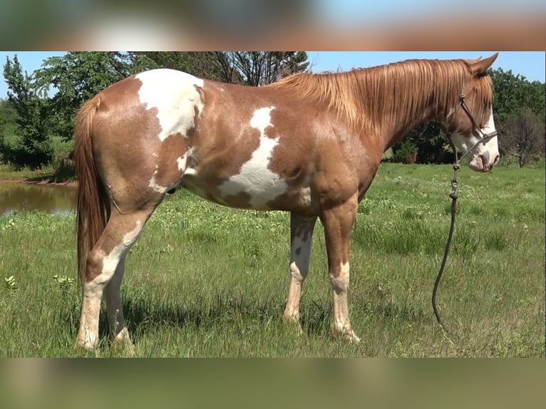 Caballo cuarto de milla Mestizo Caballo castrado 3 años 145 cm Tobiano-todas las-capas in Perkins