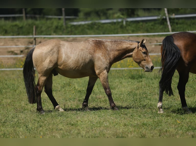 Caballo cuarto de milla Caballo castrado 3 años 146 cm Buckskin/Bayo in Waldshut-Tiengen