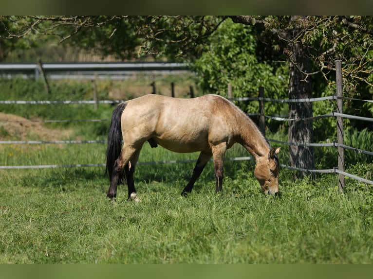 Caballo cuarto de milla Caballo castrado 3 años 146 cm Buckskin/Bayo in Waldshut-Tiengen