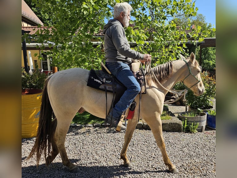 Caballo cuarto de milla Caballo castrado 3 años 146 cm Champán in Müglitztal