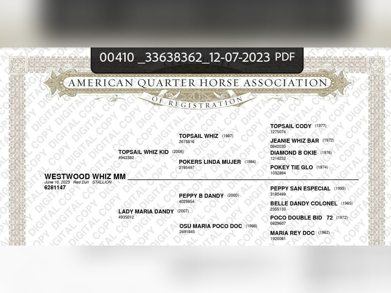 Caballo cuarto de milla Caballo castrado 3 años 146 cm Red Dun/Cervuno in Erndtebrück