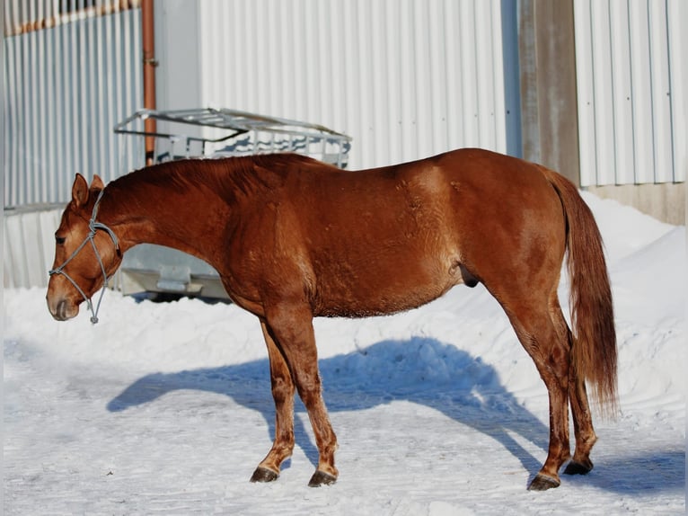 Caballo cuarto de milla Caballo castrado 3 años 146 cm Red Dun/Cervuno in Erndtebrück