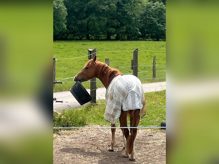 Caballo cuarto de milla Caballo castrado 3 años 147 cm Alazán in Wasserburg am Inn