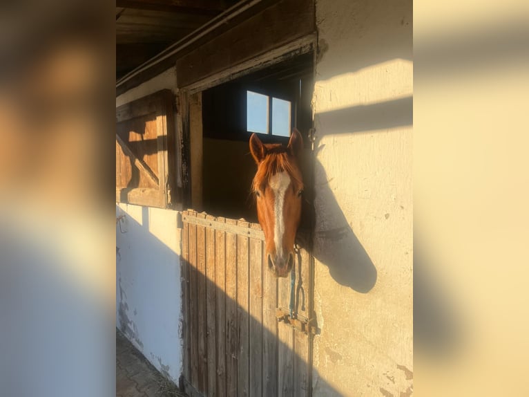 Caballo cuarto de milla Caballo castrado 3 años 147 cm Alazán in Wasserburg am Inn
