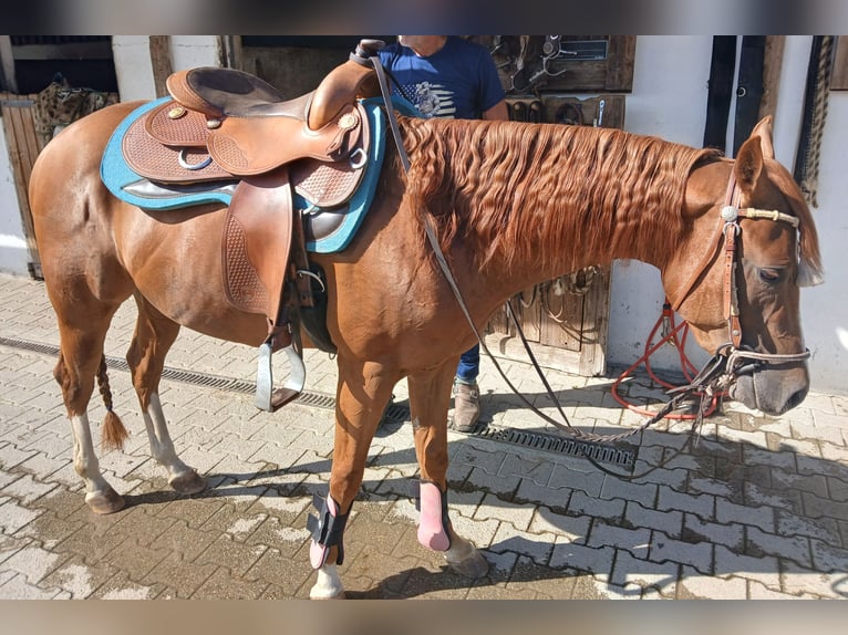Caballo cuarto de milla Caballo castrado 3 años 147 cm Alazán in Wasserburg am Inn