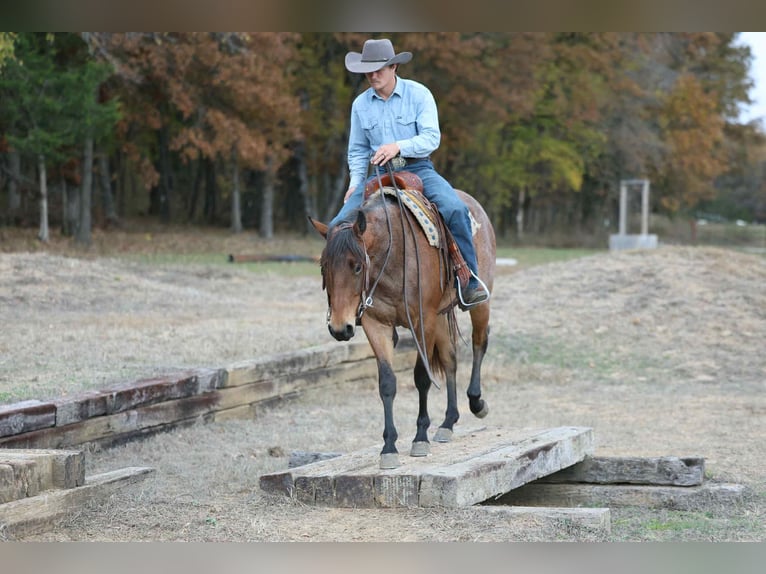 Caballo cuarto de milla Caballo castrado 3 años 147 cm Castaño-ruano in Cole Camp MO