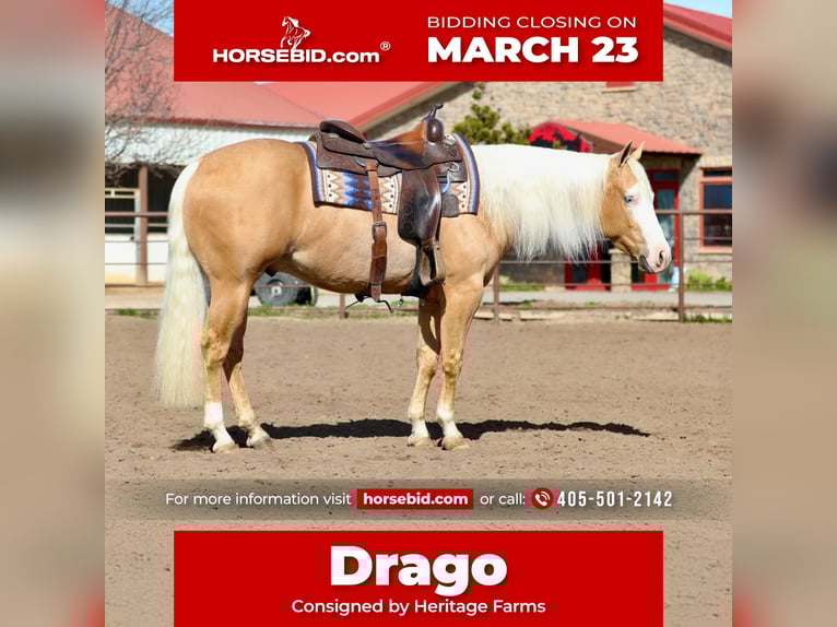 Caballo cuarto de milla Caballo castrado 3 años 147 cm Palomino in Ogden