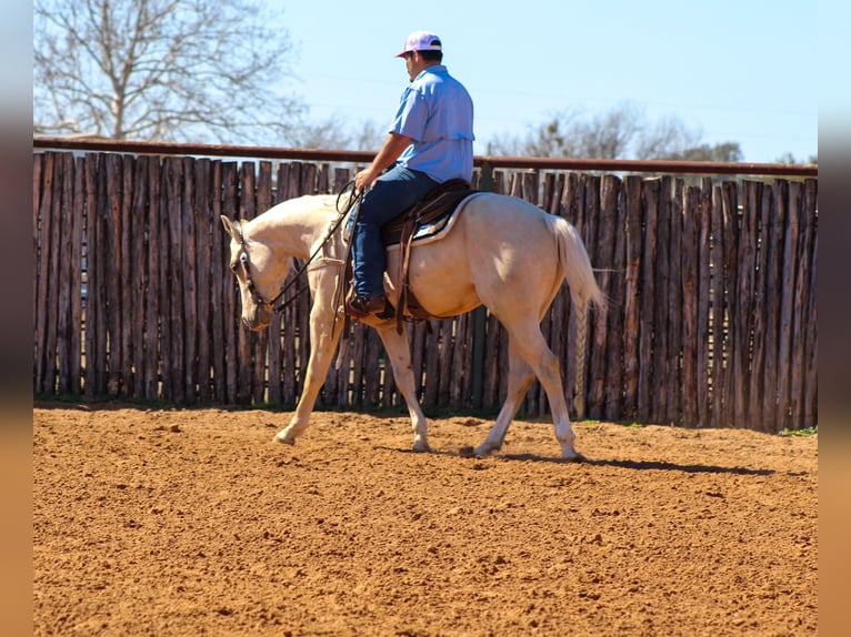 Caballo cuarto de milla Caballo castrado 3 años 147 cm Palomino in Stephenville, TX