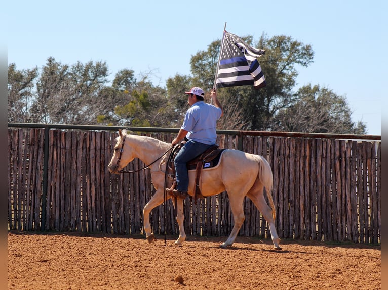 Caballo cuarto de milla Caballo castrado 3 años 147 cm Palomino in Stephenville, TX