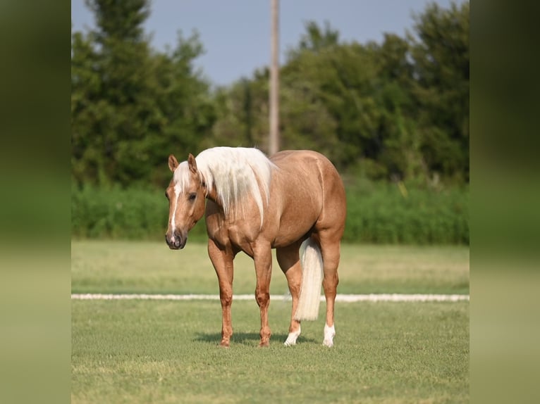 Caballo cuarto de milla Caballo castrado 3 años 147 cm Palomino in Waco, TX