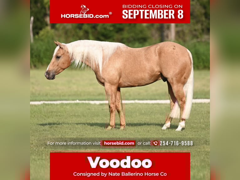 Caballo cuarto de milla Caballo castrado 3 años 147 cm Palomino in Waco, TX